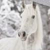 Bettwäsche mit Winterpferd