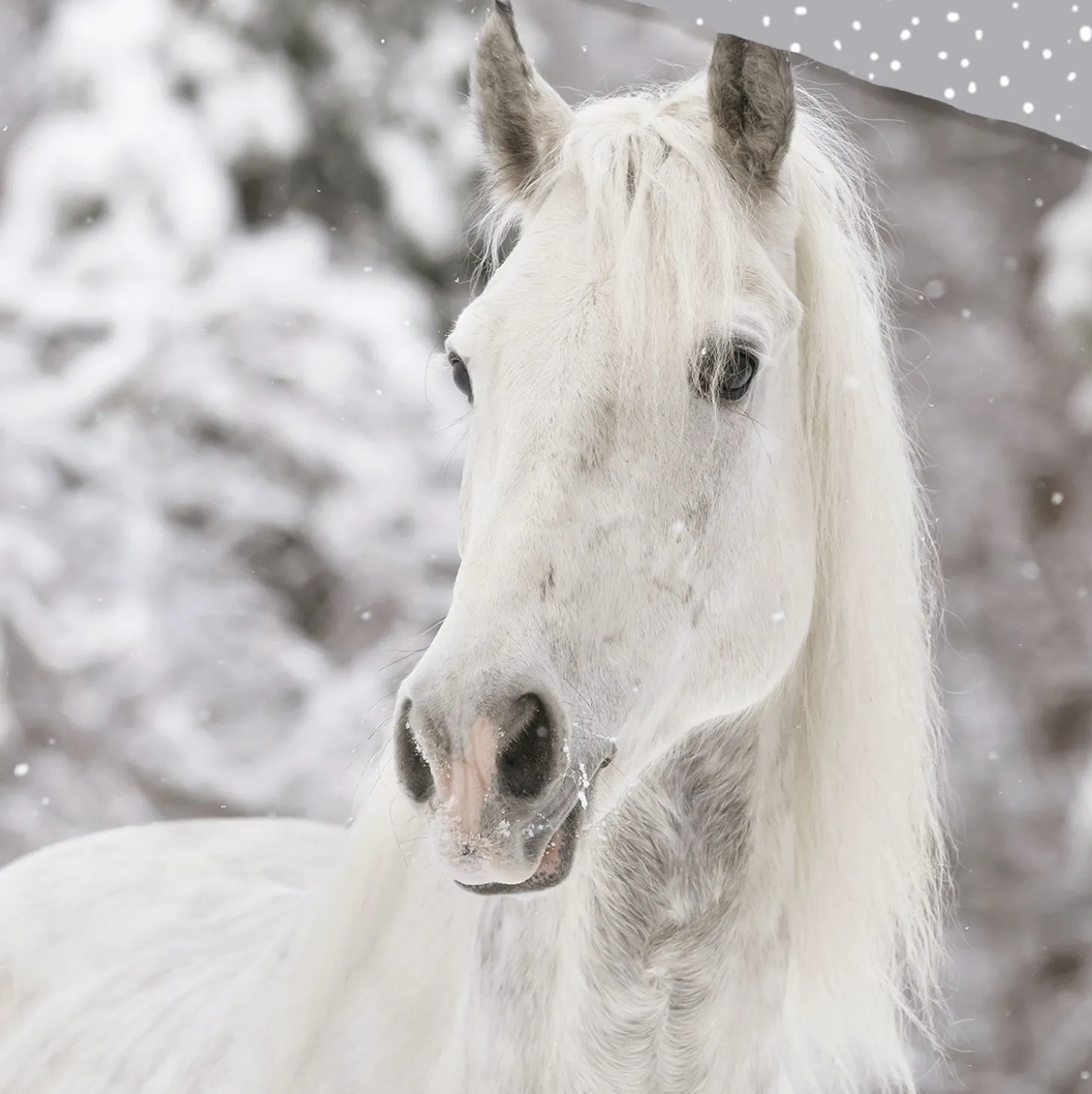 Bettwäsche mit Winterpferd
