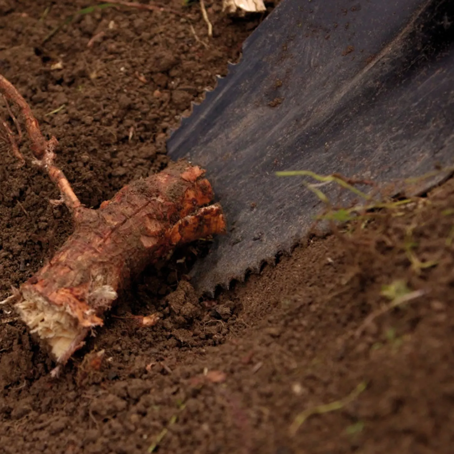 Hammersmith Rayzer Shovel, All-in-One Spaten für den Garten
