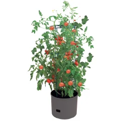Tomatenturm Jumbo