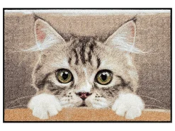 Türmatte Katze