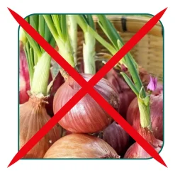 Tupperware™ OnionSmart aus der PantrySmart-Serie